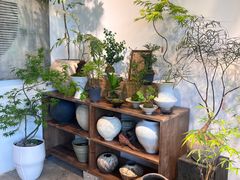 -自由生长植物工作室(深港花卉中心店)