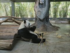 -海南热带野生动植物园