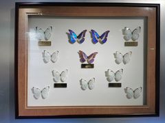 -上海昆虫博物馆