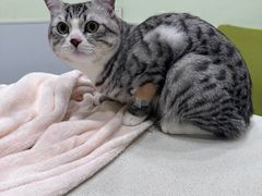 -艾吉宠物医院·疑难杂症转诊中心·猫友好(碧江路院)