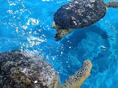 -芜湖新华联大白鲸海洋公园