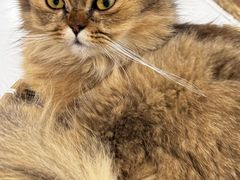 -共舞时光猫咖·狗咖(新街口店)