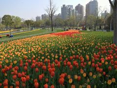 -大宁郁金香公园-停车场