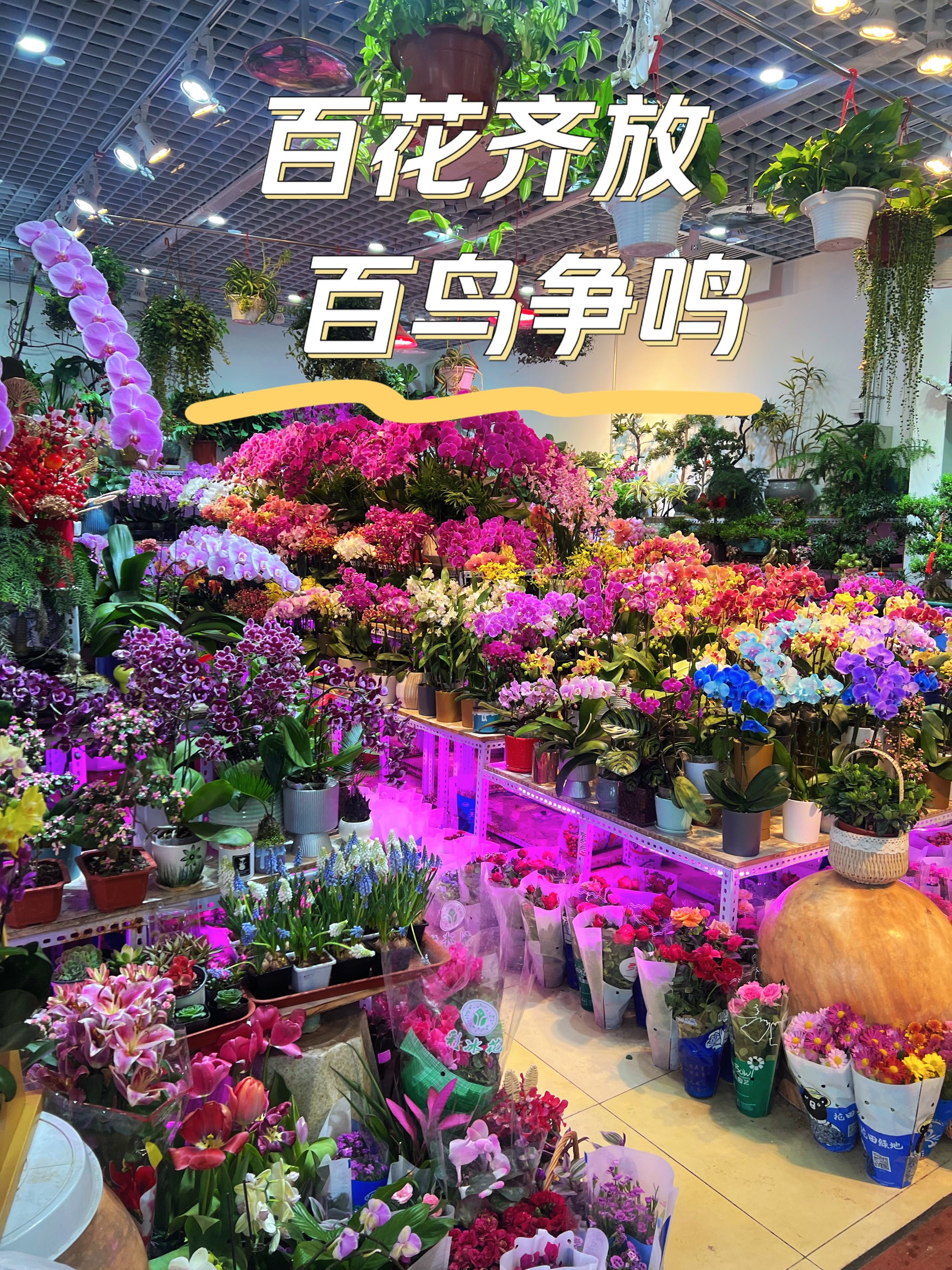 百花齐放百鸟争鸣图片图片