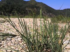 -楠溪江风景名胜区