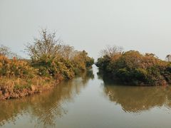 -大湾区中央湿地公园