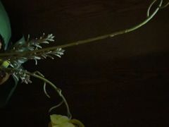 -沃阁巴厘原墅餐厅