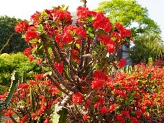 -松山湖梦幻百花洲