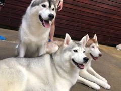 -TrueLove @ Neverland (Husky Cafe)