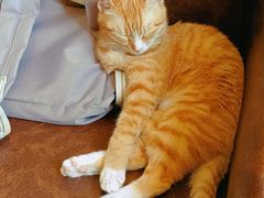 -猫咪咖啡店(新城大街店)