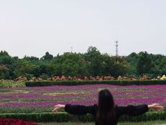 -金卉庄园