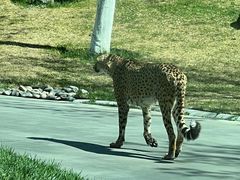 -北京野生动物园