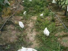 -马陆小张葡萄园农家乐