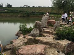 -大塘金香草谷