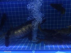 -水邑嘉年华酒店自助餐(鄄城店)