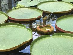 -国家植物园南园