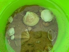 -日照海滨国家森林公园