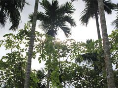 -海南槟榔谷黎苗文化旅游区