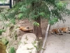 -大连森林动物园