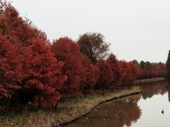 -上海海湾国家森林公园