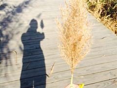 iphone_upload_pic-溱湖国家湿地公园