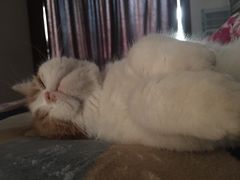 -宠爱国际动物医院· 猫科· 外科·中兽医(长白店)