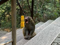 -苏州上方山国家森林公园