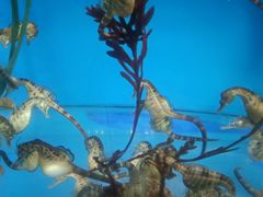 -海合安成都极地海洋公园