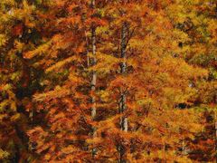 -白鹭湾湿地公园