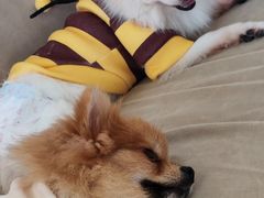 -怪兽屋·羊驼·猫咖·狗咖(俊华广场店)