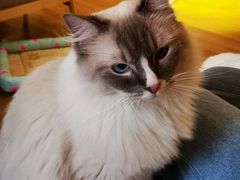 -滚猫咖啡·猫咖·猫友好撸猫(未来城店)