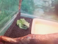-上海大自然野生昆虫馆(东方明珠·爬宠昆虫探索中心)