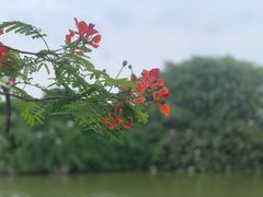 -长洲岛