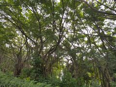 -大湾区中央湿地公园
