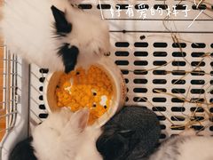-猫猫幼稚园·撸猫·桌游·电玩