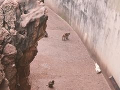 -昆明动物园