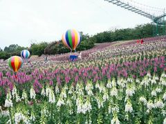 -洪湖湿地生态园