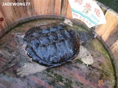 鳄鱼龟-朱仔记食府(江南大道店)
