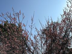 -金鸡山公园