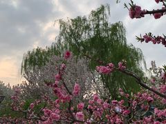 -海棠花溪(元大都城垣遗址公园)