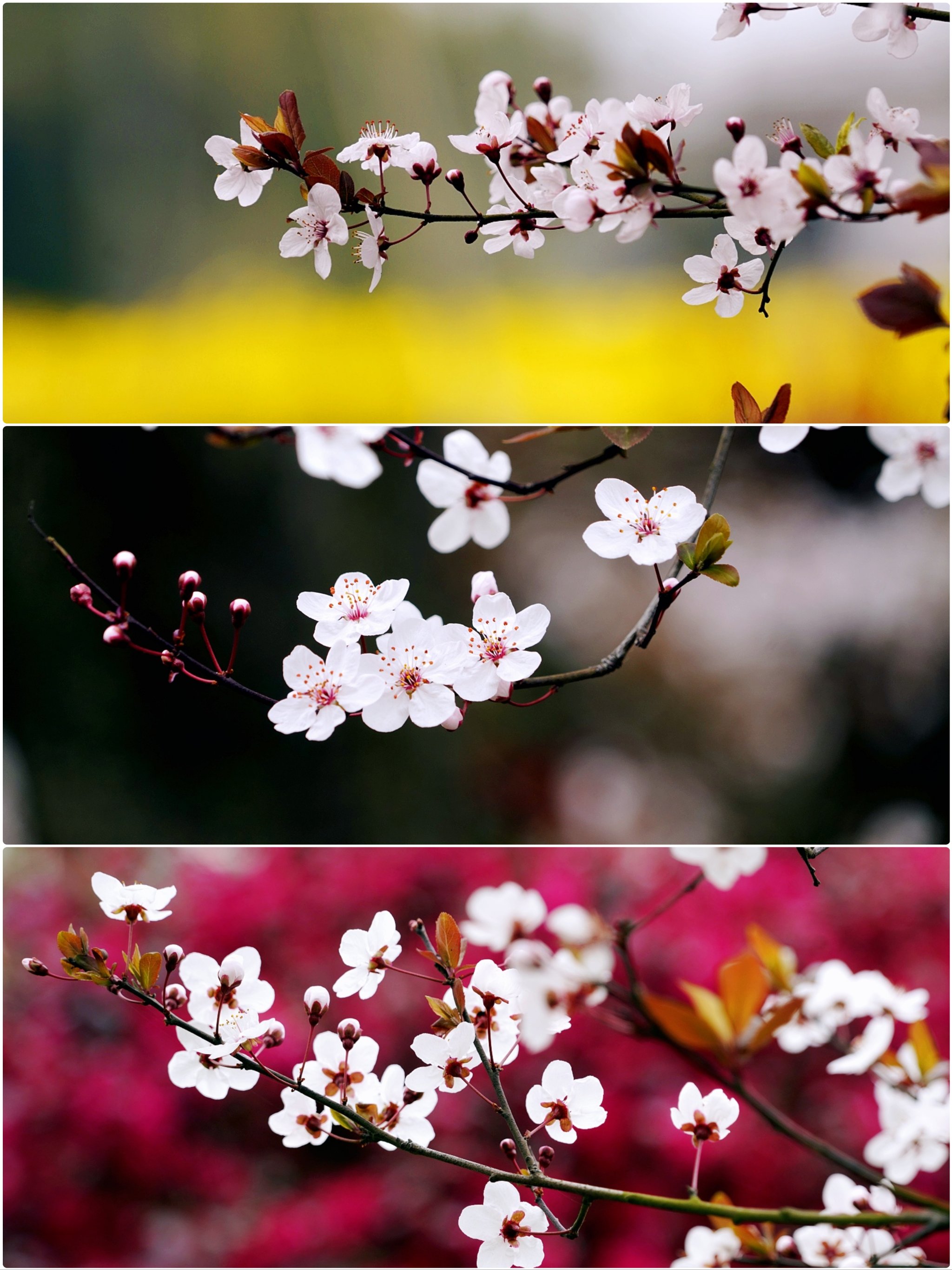 紫叶李花语寓意图片