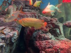 -上海海洋水族馆