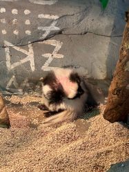 -Zoolung Zoolung动物主题公园(海信广场店)