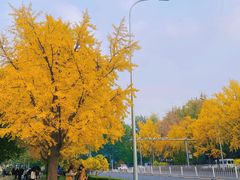 -三里屯东五街银杏大道