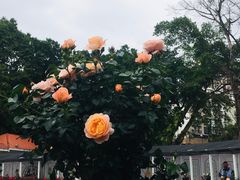 -人民公园(罗湖区)