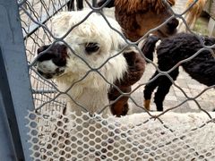 -长白岛森林公园