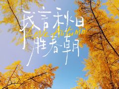 -三里屯东五街银杏大道