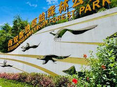 -西双版纳原始森林公园
