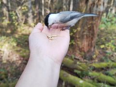 -五营红松林海景区