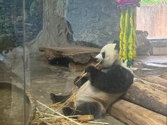 -海南热带野生动植物园
